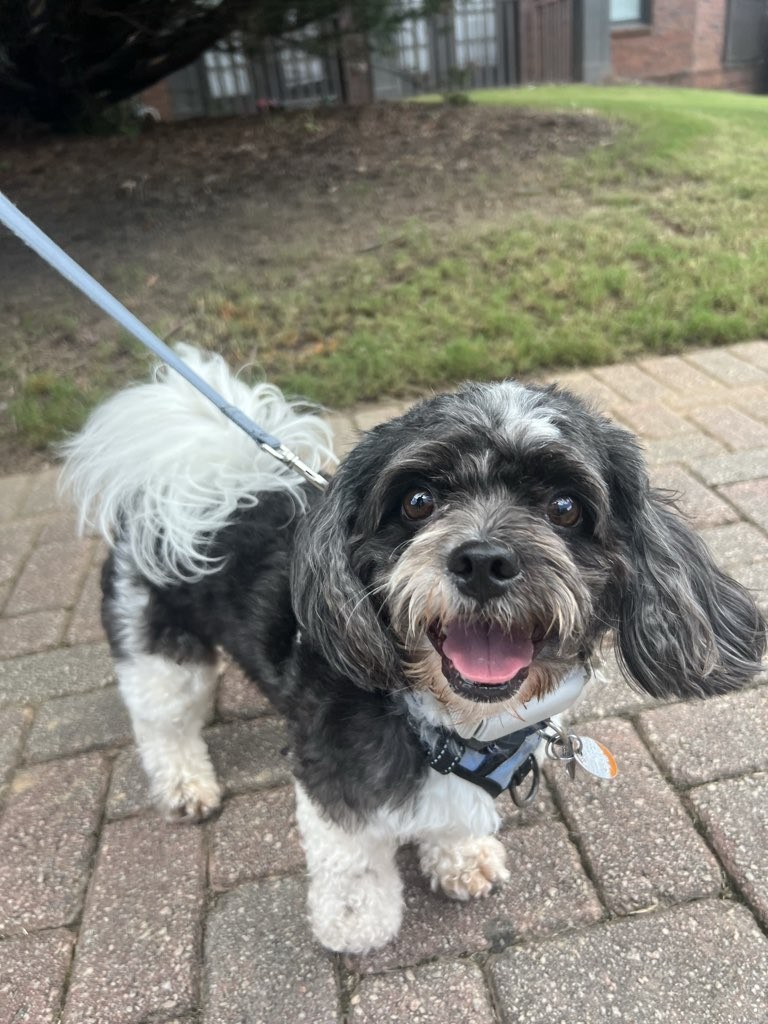 My dog